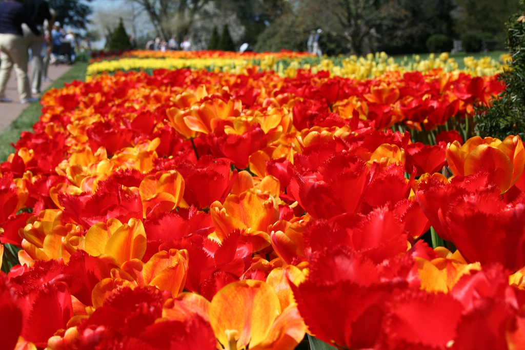 Fiori Del Tulipano Per La Celebrazione Di Compleanno Tulipani in