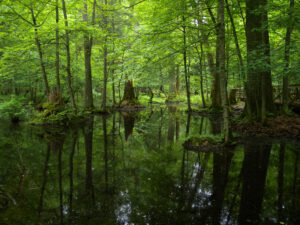 Polonia Foresta di Białowieża